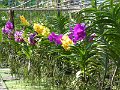 Chiang Mai P0019 Orchidees Sai Nam Phung
